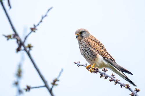Turmfalke in einer Streuobstwiese bei Jugenheim