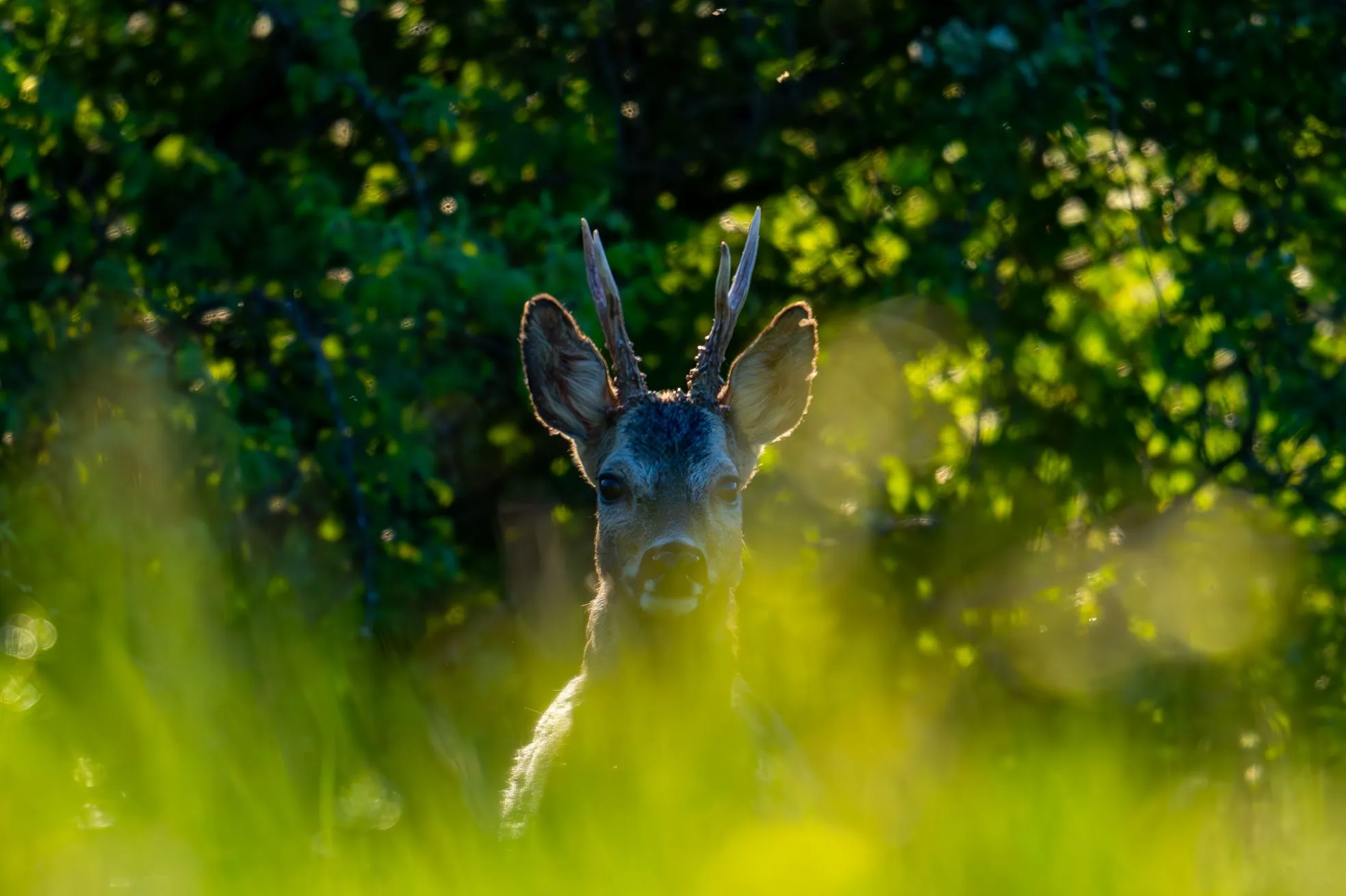 Rehbock im Naturschutzgebiet Wissberg