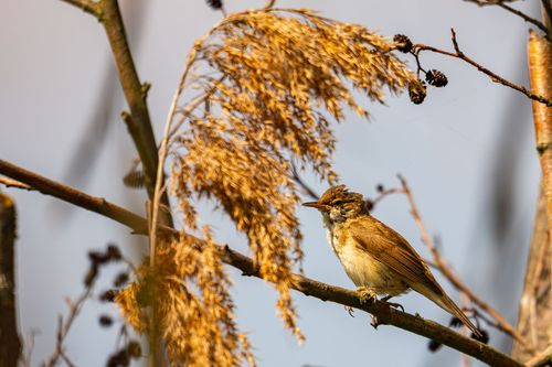 Drosselrohrsänger am Selzufer bei Sörgenloch