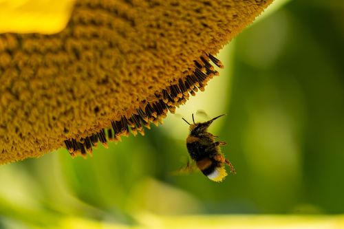 Hummel in einem Sonnenblumenfeld bei Ober-Olm