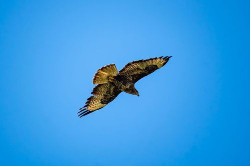 Mäusebussard im Flug über Essenheim