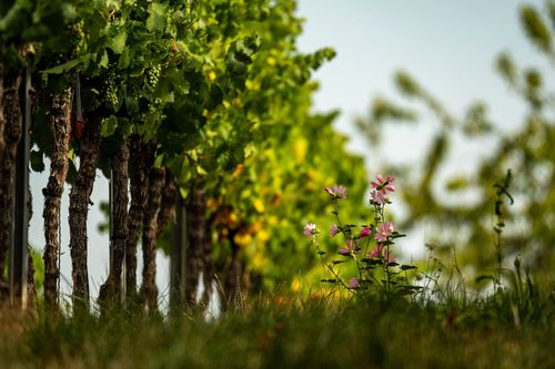 Malve in den Weinbergen bei Siefersheim zur Steigerung der Artendiversität