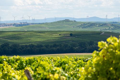 Blick auf den Petersberg aus den Weinbergen bei Spiesheim