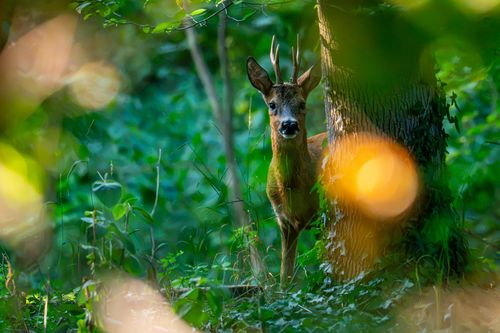 Reh im Wald bei Ober-Hilbersheim