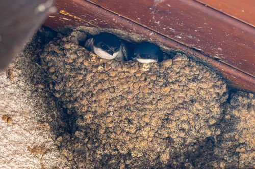 Schwalbennest im Dachgiebel eines Winzerhofs in Sörgenloch