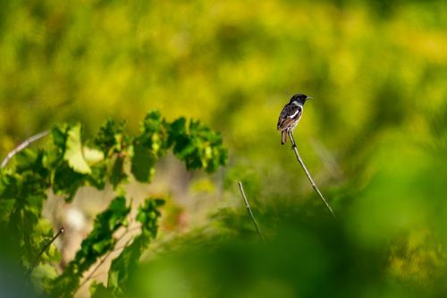 Schwarzkehlchen in den Weinbergen bei Jugenheim