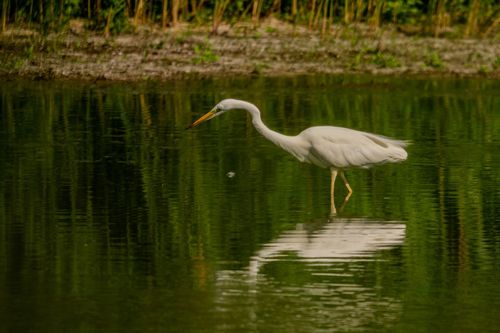Silberreiher bei der Jagd im Hahnheimer Bruch
