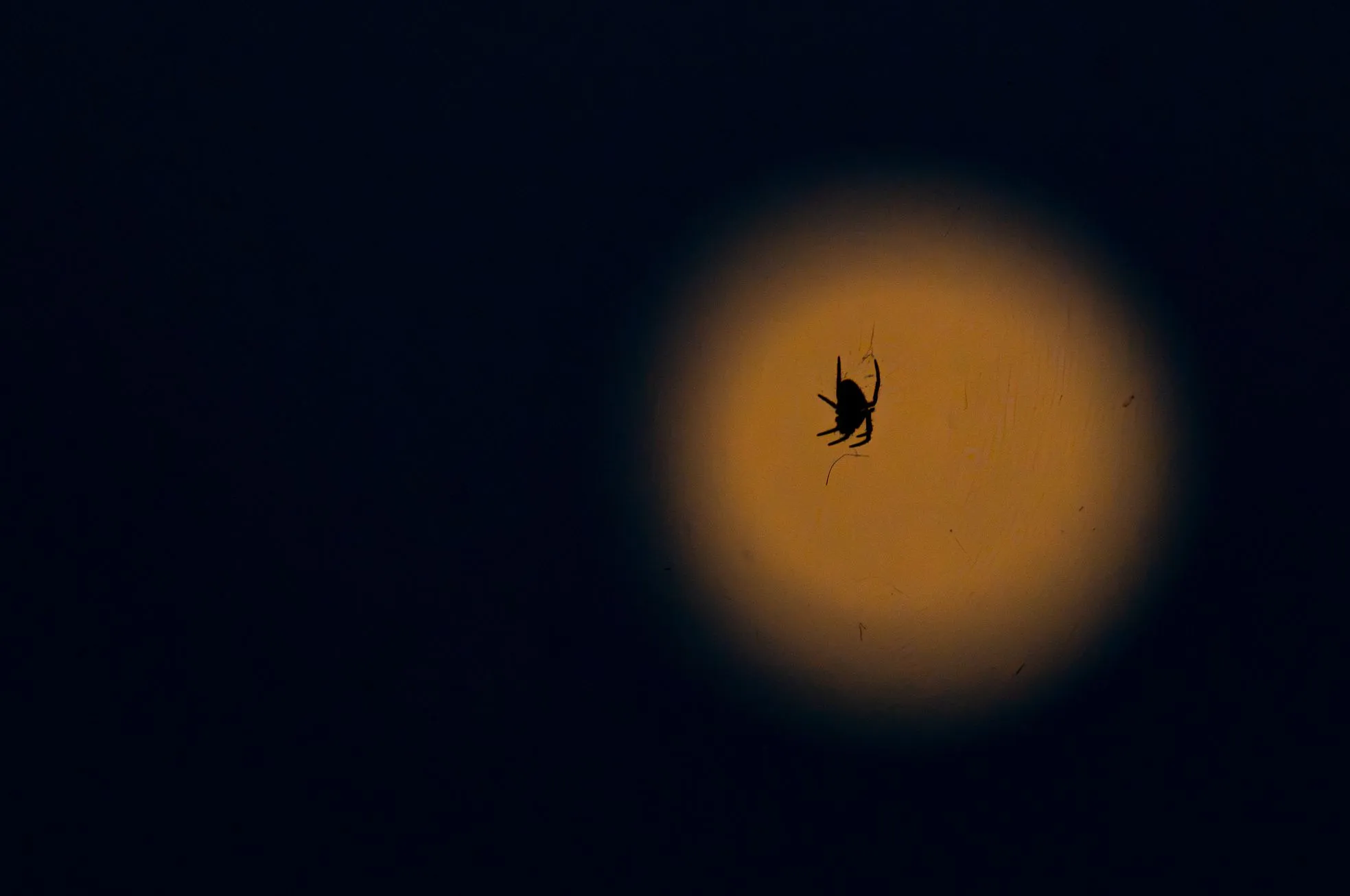 Spinne vor dem aufgehenden Vollmond