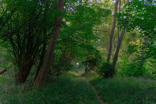 Waldweg auf dem Zotzenheimer Horn