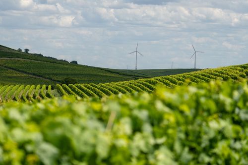 Blick über die Weinberge zwischen Wolfsheim und Gau-Weinheim