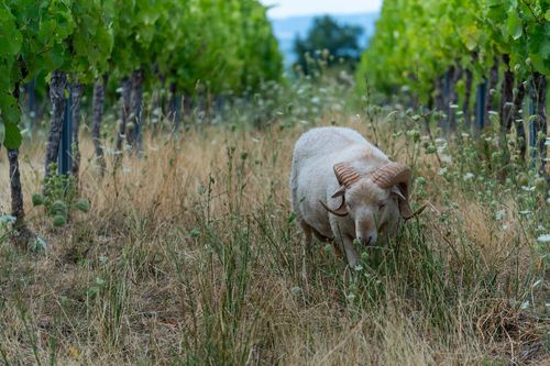 Wiltshire Horn-Schaf zur ökologischen Beweidung der Weinberge bei Siefersheim
